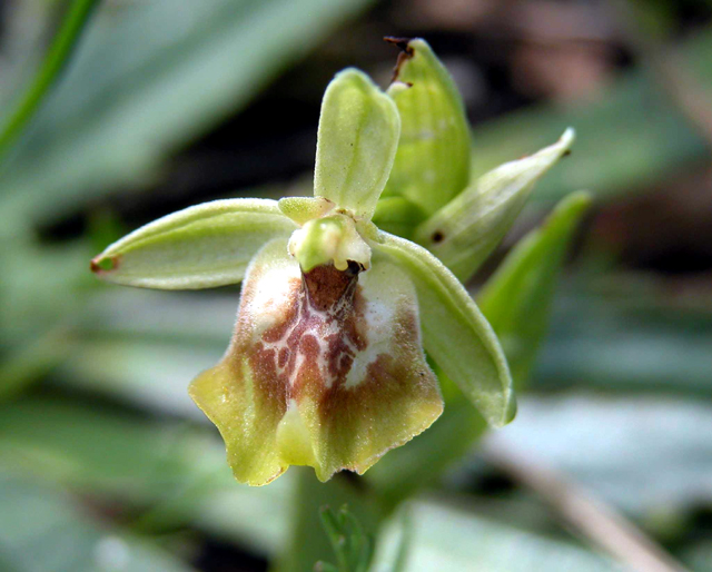 ci vedete qualcosa di Ophrys lacaitae (monti iblei-noto)