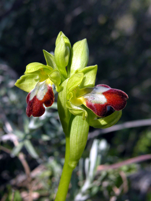 Ophrys iricolor subsp. eleonorae