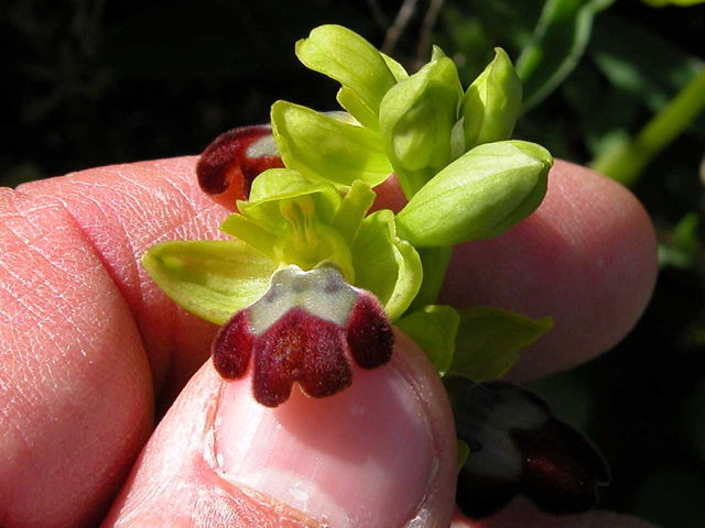 Ophrys iricolor subsp. eleonorae