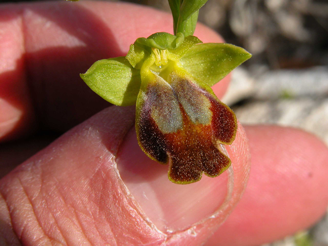 Ophrys iricolor subsp. eleonorae