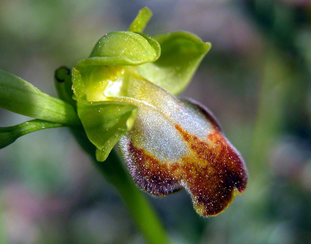 Ophrys iricolor subsp. eleonorae