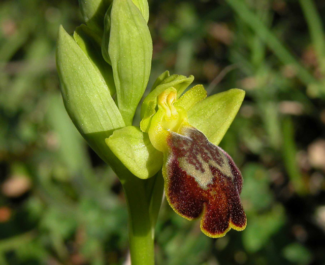 Ophrys iricolor subsp. eleonorae