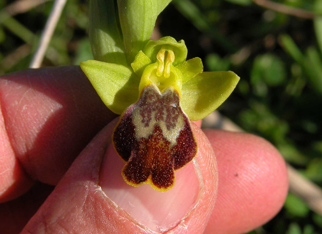 Ophrys iricolor subsp. eleonorae