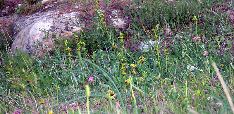 Ophrys iricolor subsp. eleonorae