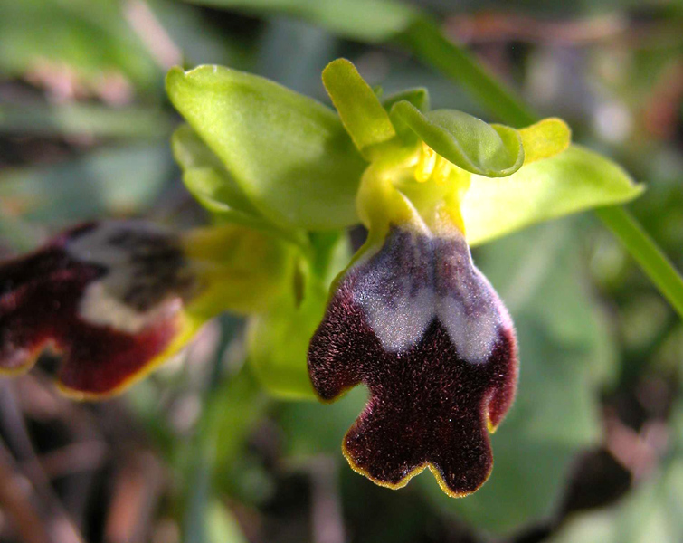 Ophrys fusca e Barlia robertiana