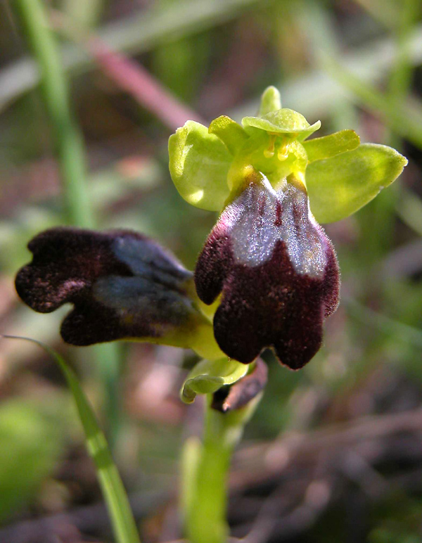 Ophrys fusca e Barlia robertiana