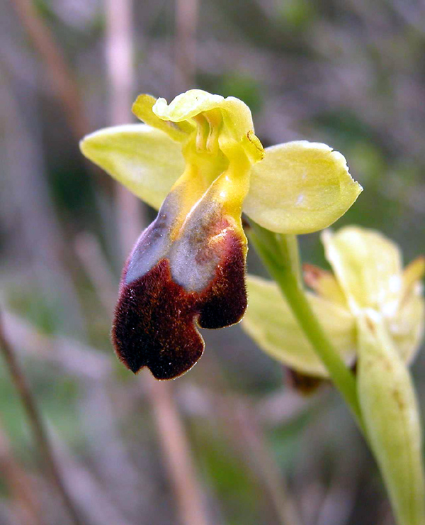 Ophrys fusca e Barlia robertiana