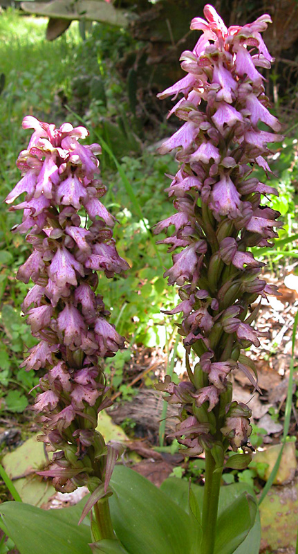 Ophrys fusca e Barlia robertiana