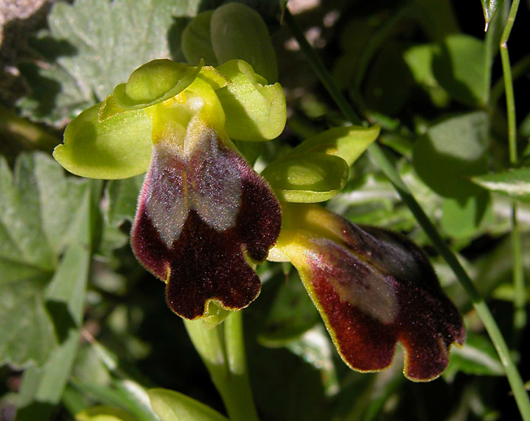 Ophrys fusca e Barlia robertiana