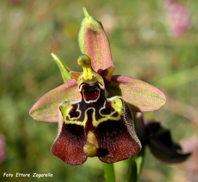 SICILIA - Pantalica - bellissima  O. oxyrrhynchos scura