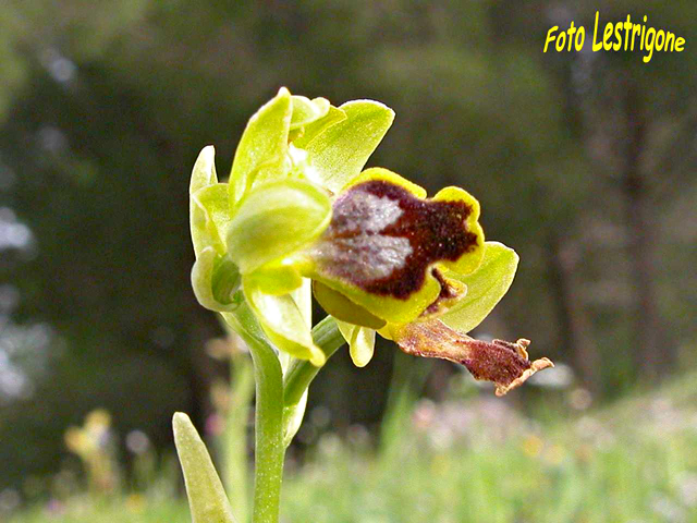 Ophrys archimedea