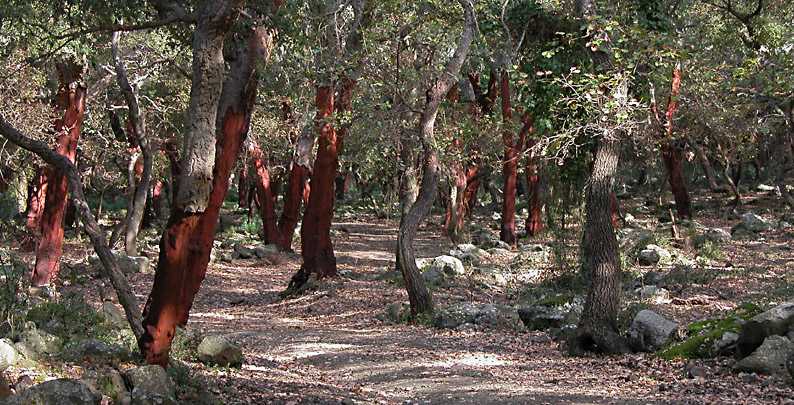 Quercus suber / quercia da sughero