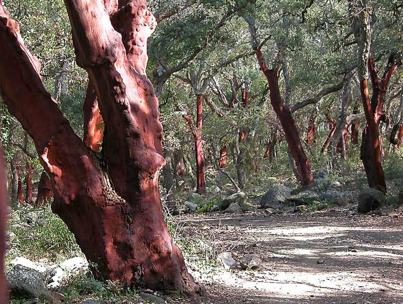 Quercus suber / quercia da sughero