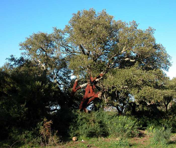 Quercus suber / quercia da sughero