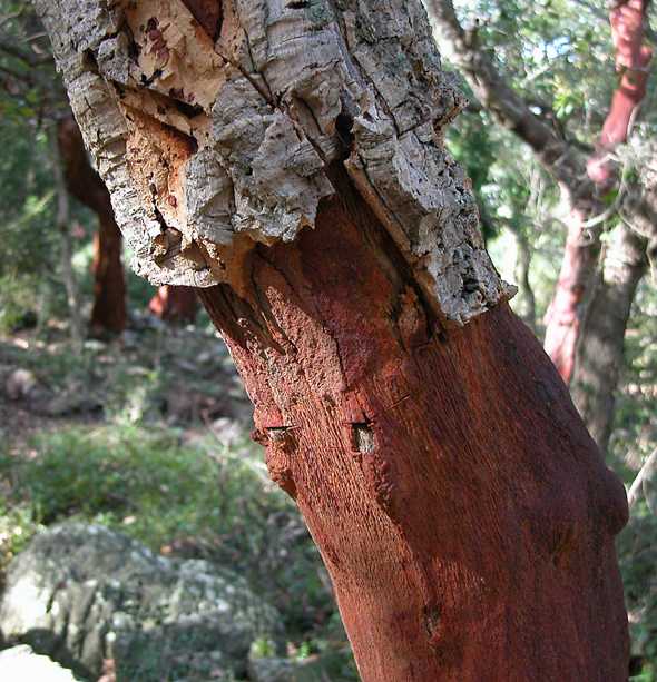 Quercus suber / quercia da sughero