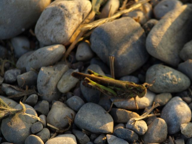 Oedaleus decorus (Acrididae)