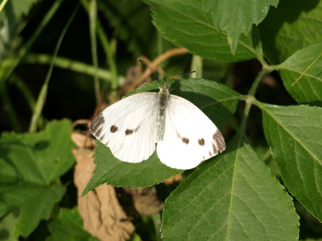 Pieridae da identificare