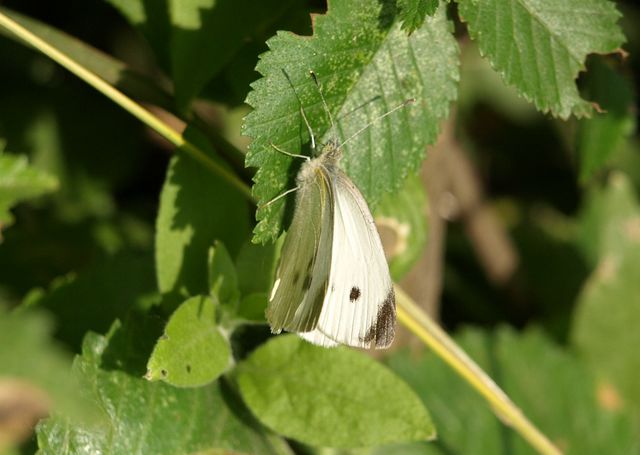 Pieridae da identificare