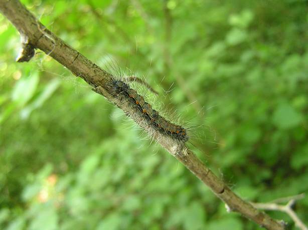 Identificazione larva - Lithosia quadra (Arctiidae)
