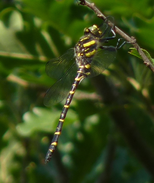 Cordulegaster sp. probalbilmente boltoni.