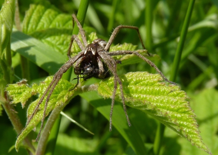 Pisaura sp.