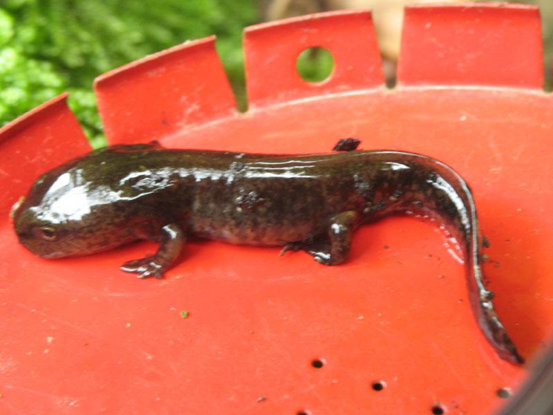 Anfibio? chi  ? Salamandra salamandra - Hyla intermedia