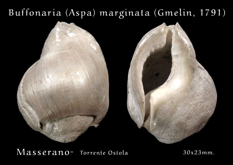 Fossili Pliocenici Biellesi