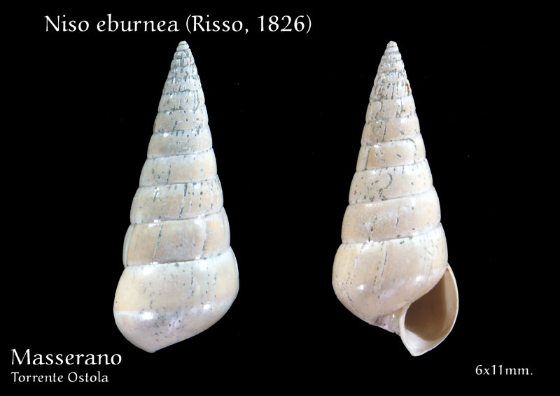 Fossili Pliocenici Biellesi