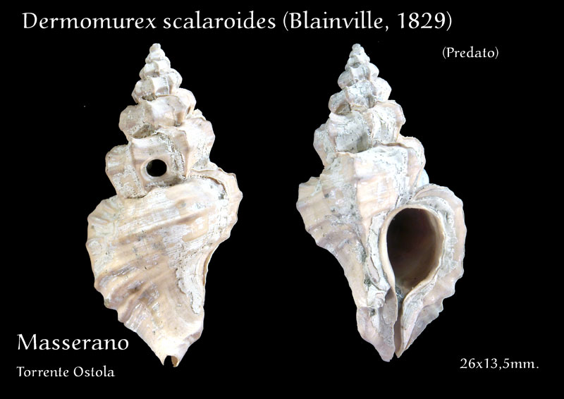 Fossili Pliocenici Biellesi