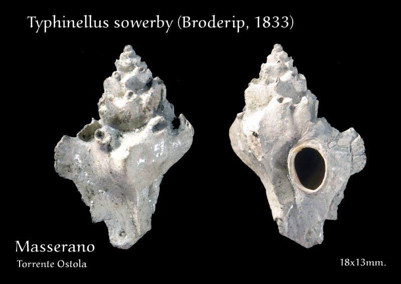 Fossili Pliocenici Biellesi