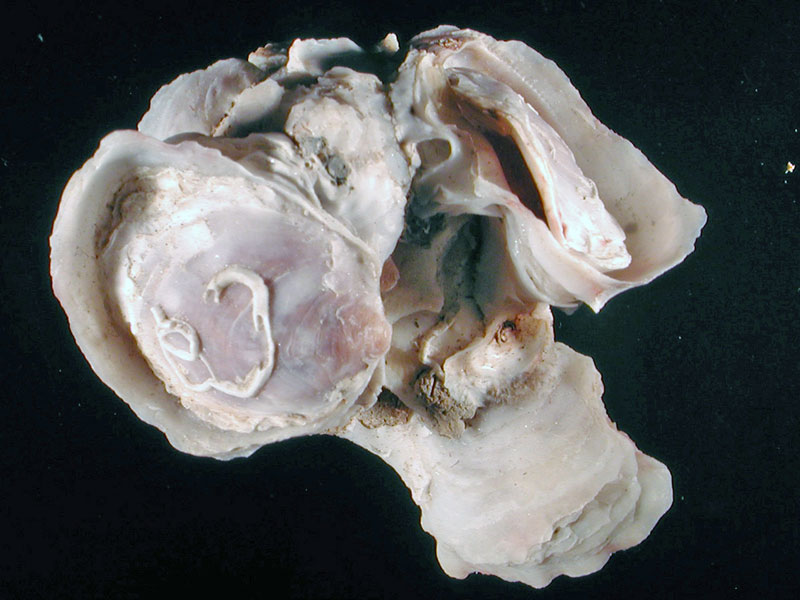 Neopycnodonte cochlear