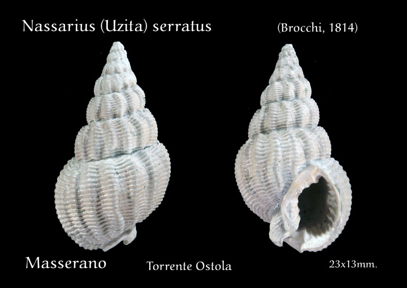 Fossili Pliocenici Biellesi