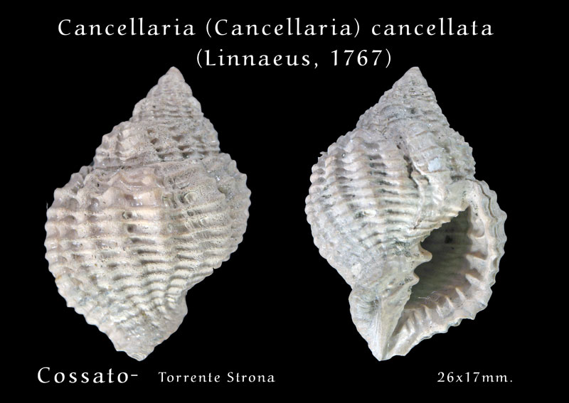 Fossili Pliocenici Biellesi