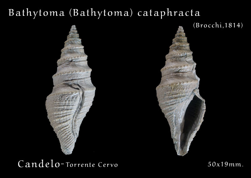 Fossili Pliocenici Biellesi