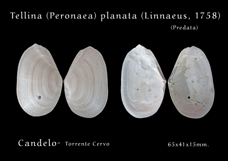 Fossili Pliocenici Biellesi