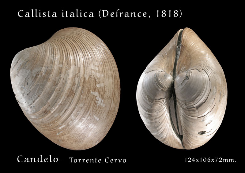 Fossili Pliocenici Biellesi