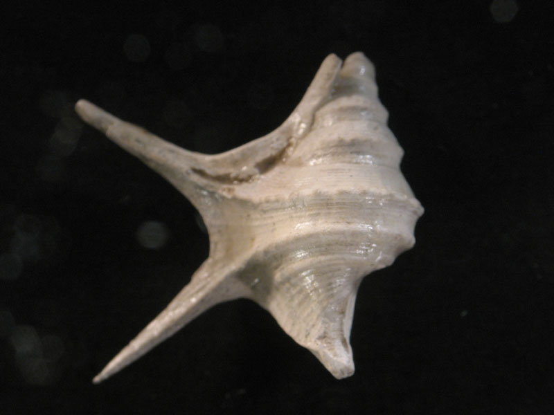 Ancora Aporrhais