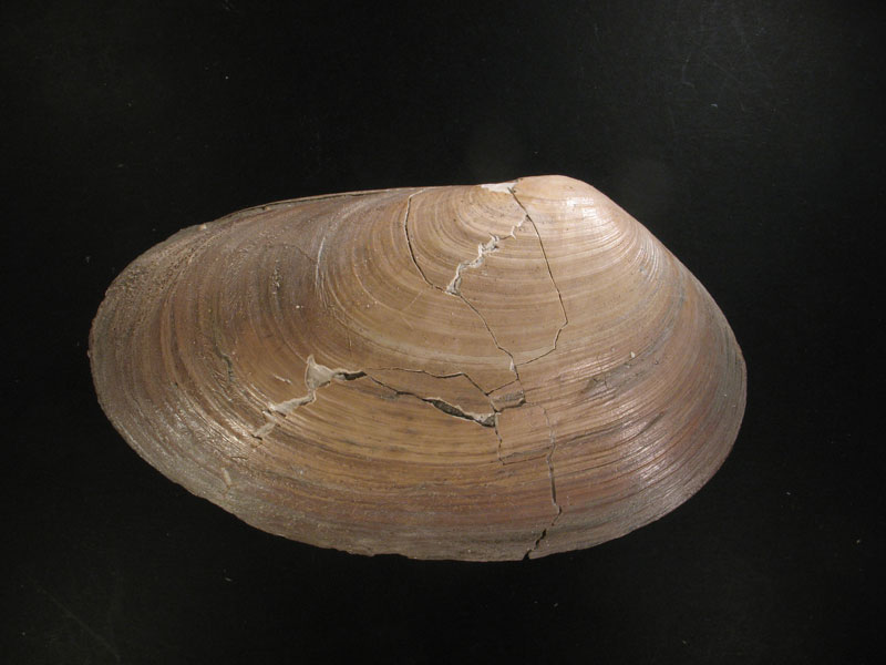 Lutraria cf. latissima (Deshayes, 1830)  Pliocene - Biella