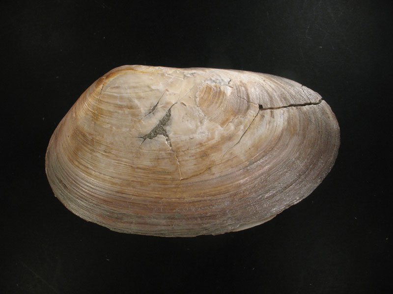 Lutraria cf. latissima (Deshayes, 1830)  Pliocene - Biella