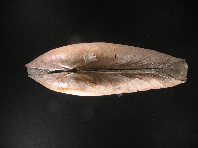 Lutraria cf. latissima (Deshayes, 1830)  Pliocene - Biella