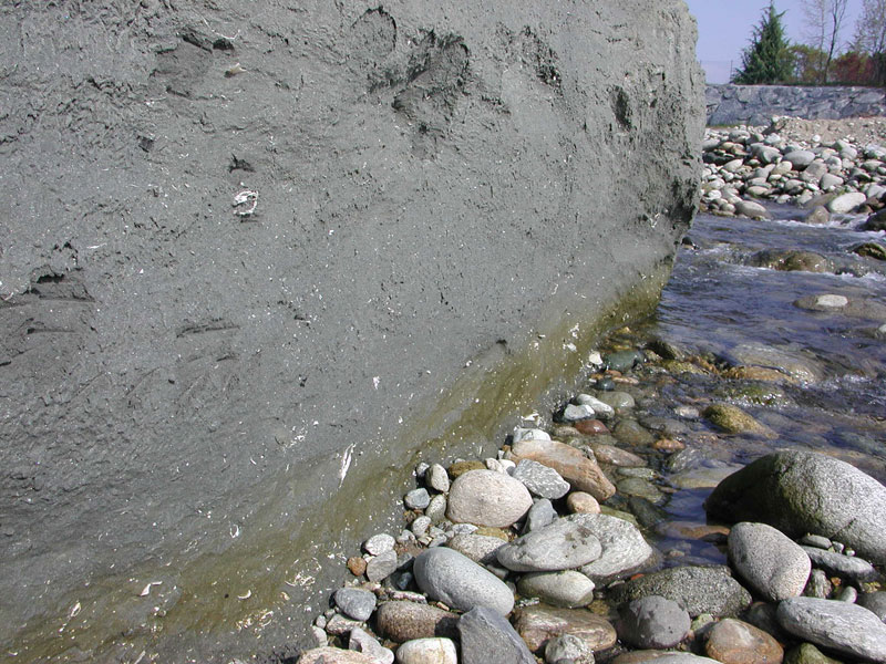 Fossili Pliocenici Biellesi