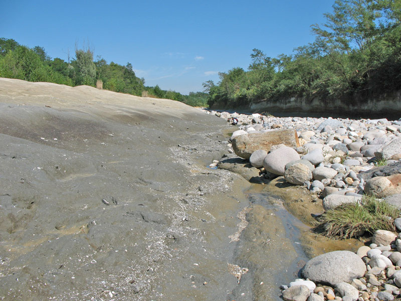 Fossili Pliocenici Biellesi