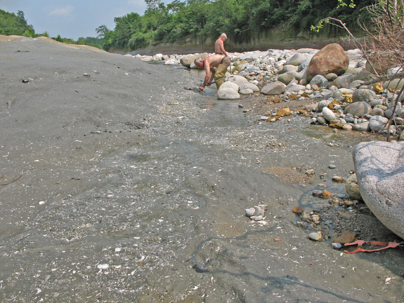 Fossili Pliocenici Biellesi