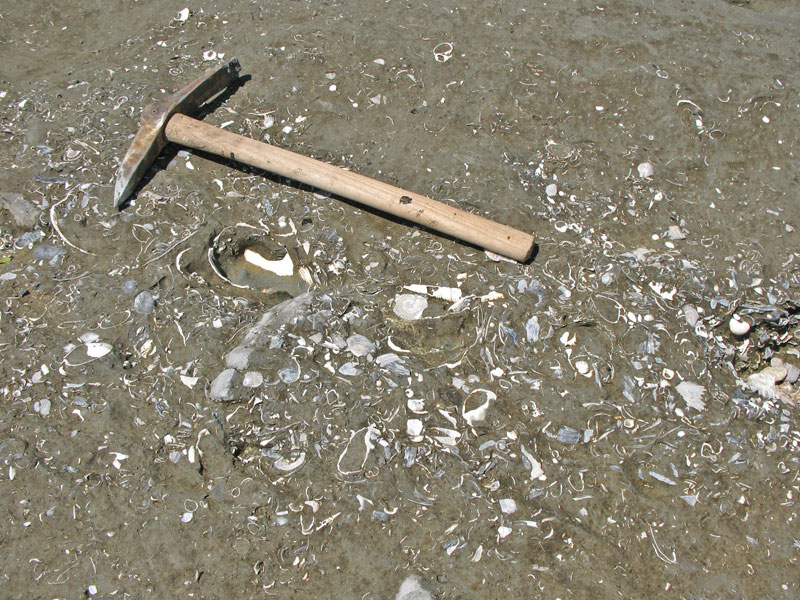 Fossili Pliocenici Biellesi