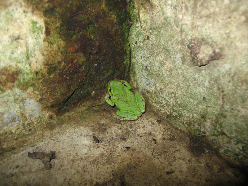 Anfibio? chi  ? Salamandra salamandra - Hyla intermedia