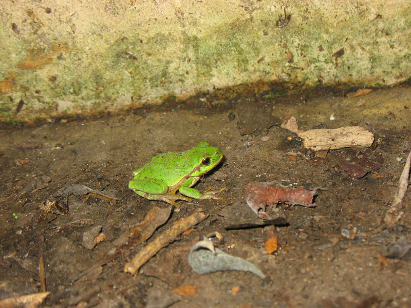 Anfibio? chi  ? Salamandra salamandra - Hyla intermedia