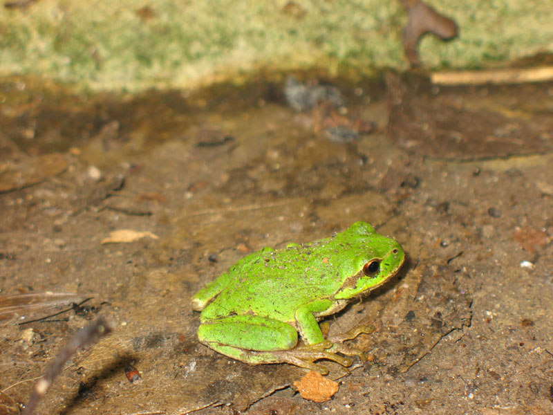 Anfibio? chi  ? Salamandra salamandra - Hyla intermedia