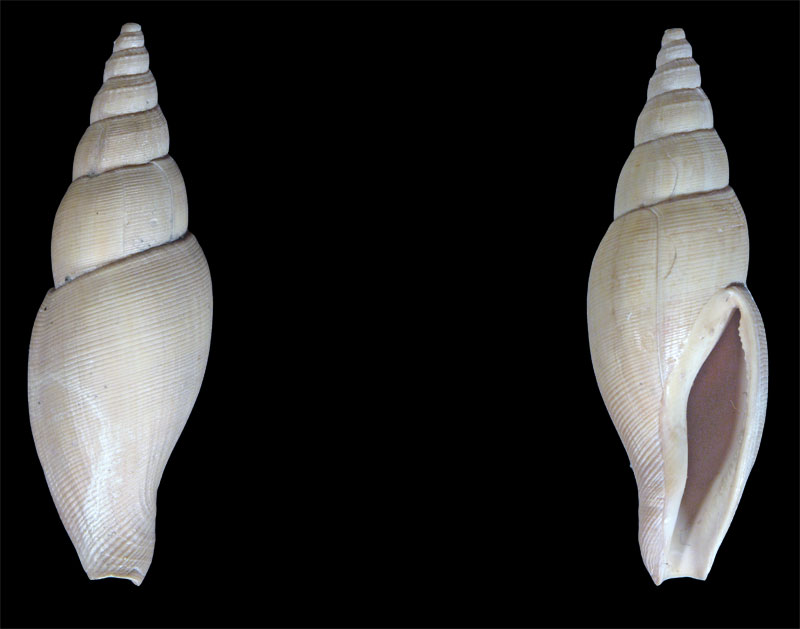 Metula mitraeformis (Brocchi, 1814)  - Pliocene - Biella