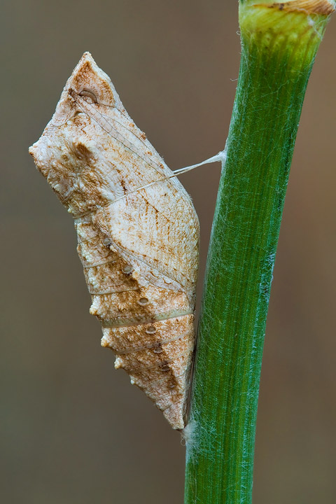 Crisalide di Macaone(chiedo conferma)