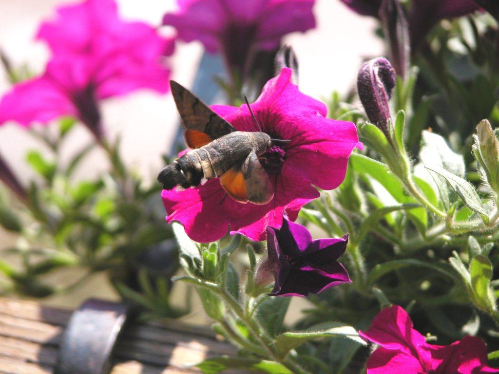 Macroglossum stellatarum